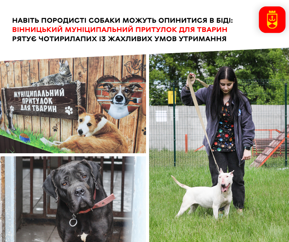 Навіть породисті собаки можуть опинитися в біді: Вінницький муніципальний притулок для тварин рятує чотирилапих із жахливих умов утримання